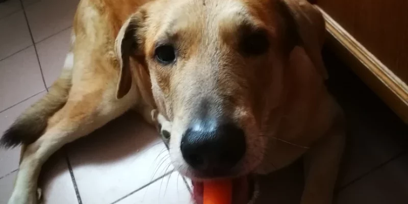 3c1971_9a43f05eb39043dbbedc954b5c057311_mv2