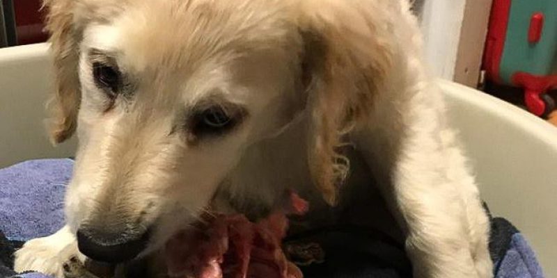 49091383_2225385084394595_7830826906575437824_n