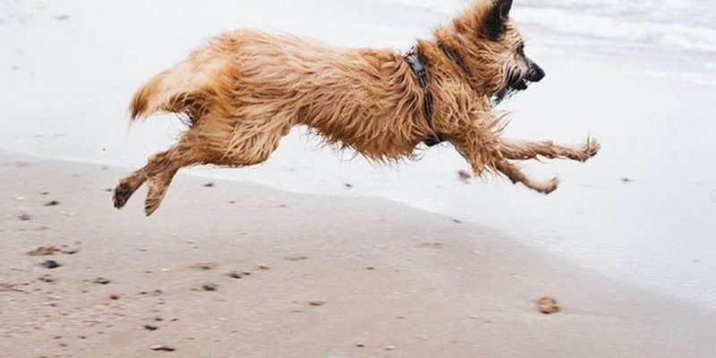 Aprende-fotografia-canina10