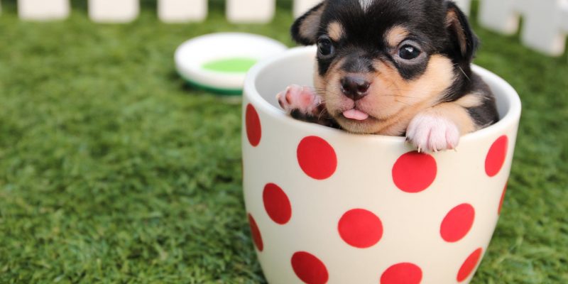 short coated black and brown puppy in white and red polka dot ceramic mug on green field