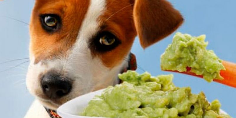 perroaguacate