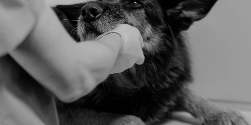 pexels-tima-miroshnichenko-6234623